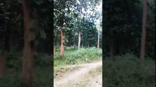 পিন্দাড়ে পলাসের বন❤💖 folksong pindare polasherbon angkitabhattacharya trandingsong ytshorts [upl. by Lletnuahs948]