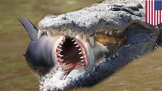 Gator eats shark Dont like sharks The American Alligator has you covered  TomoNews [upl. by Nnaitsirk]