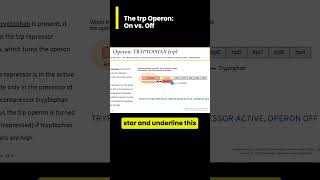 The tryptophan trp operon On vs Off Walkthrough [upl. by Mitzie]