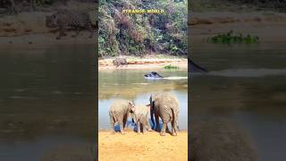 TAPIR WAS TRAPPED BETWEEN JAGUAR AND ELEPHANT [upl. by Ellenahs649]