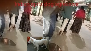 Indian spitz dog agressive Indian spitz dog  Indian spitz dog Tommy Vlog [upl. by Houser]