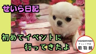 せいら日記 せいら、イベントに初参加するも…埋もれてた😭 [upl. by Trisha]