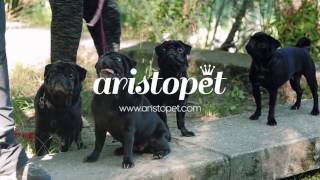 Tu tienda de mascotas online ARISTOPET [upl. by Cavallaro761]