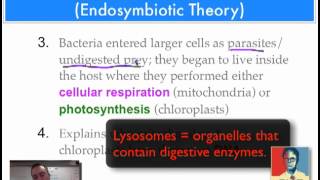 Chapter 17 Part 9  Endosymbiotic Theory [upl. by Nad]