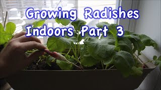 Growing Radishes indoors in containers part 3 [upl. by Ahsenrat931]