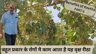 बहुत प्रकार के रोगों मै काम आता है यह वृक्ष रीठा  Benefits of Reetha  Reetha ke fayde  PART 1 [upl. by Hanonew]