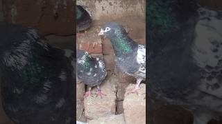 Kamal Peace ✌️🕊️  pigeon 🐦shortsvideo aseelmurgh foryou viralshort shorts pigeonlover tedi [upl. by Yeniar190]