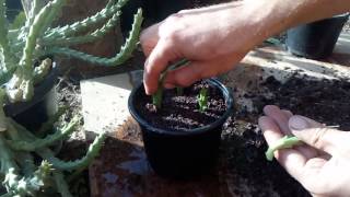 How to grow cactus from cutting Orbea variegata Stapelia variegata [upl. by Suzanna680]