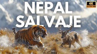 NEPAL  Reino Salvaje del Himalaya  Documental Completo [upl. by Ahsilra]