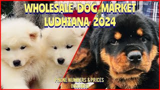 Wholesale Puppy Market in Punjab Ludhiana  Recent Prices  South City Dog Show 2024  KCI  UKC [upl. by Elita816]