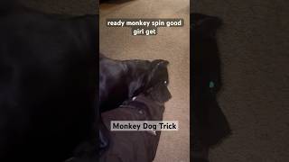 Monkey Spin Monkey Dog Trick shorts monkeydog [upl. by Eivets129]