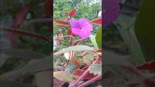 achimenes  magic flower [upl. by Anivol711]