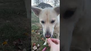 Dog ASMR  Dog eating peanut butter treats while stepping on leaves [upl. by Harad680]