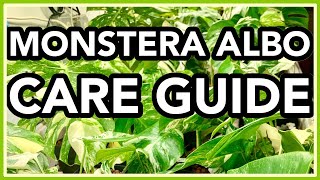 Monstera deliciosa ALBO Variegata COMPLETE Care Guide [upl. by Nohsad]