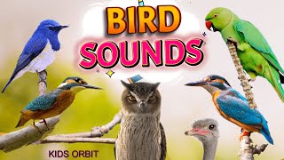 Bird Sounds and Names  Birds Chirping  Birds Sounds Compilation  Learn Bird Names [upl. by Risser408]