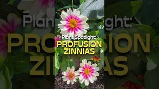 Why You Should Grow Profusion Zinnias shorts zinnia foryou [upl. by Mraz]