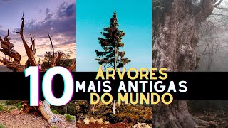 10 ÁRVORES MAIS ANTIGAS DO MUNDO [upl. by Anaihs507]