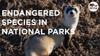 The 9 Most Endangered Species in National Parks [upl. by Starr]