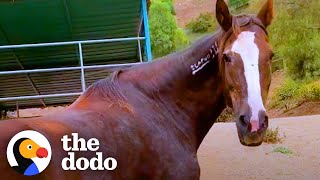 Rescued Wild Horse Loves To Play With A Little Donkey  The Dodo [upl. by Eenahc]