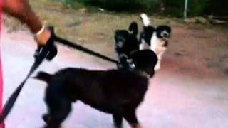 PET ROTTWEILER ATTACKED BY AGRESSIVE DOGS [upl. by Najar]