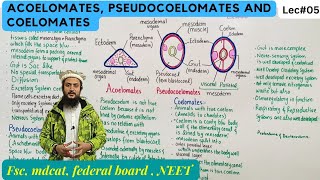 acoelomates pseudocoelomates and coelomates [upl. by Katy]