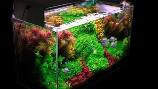 Planted Tank  My Basics for Successful Planted Aquarium Set Up [upl. by Asel]