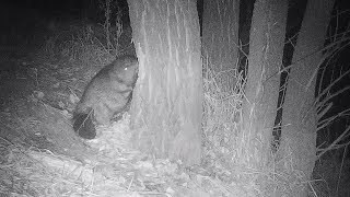 A beaver is gnawing a tree One night  Бобр грызет дерево  Castor fiber Green Video [upl. by Aimal]