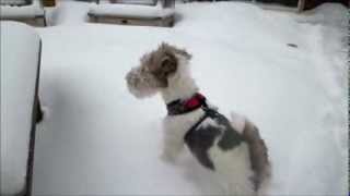 WIRE FOX TERRIER PUPPY NICHOLAS SNIFFS A VARMINT [upl. by Stanislas]