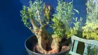 Bonsai Maple Bergahorn Weide Informationen und andere Bonsai [upl. by Nerat428]