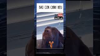 Ăn rồi báo😅 memes [upl. by Airlie]