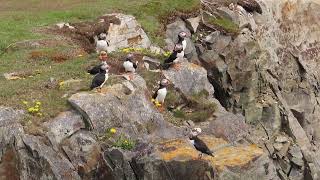 Elliston Puffins [upl. by Rawlinson178]