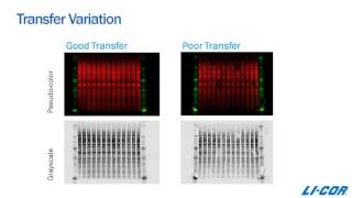 Normalization Methods for Quantitative Analysis of Westerns [upl. by Petrick]