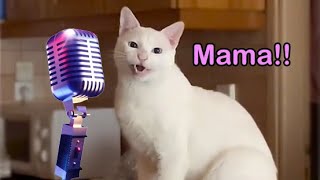 Mama Cat Song  The Singing Cat Catchy Tune [upl. by Llewen495]