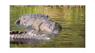 The world biggest crocodile is here Fully explained [upl. by Gaye]