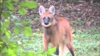 The seldom heard roarbark of the Maned Wolf [upl. by Creigh]