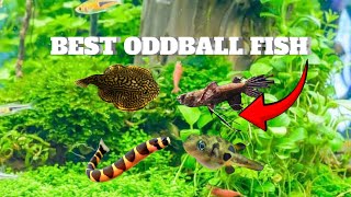 Top 5 best oddball fish for your aquarium [upl. by Kobylak153]