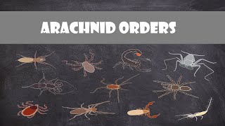 Defining Characteristics of the Arachnid Orders [upl. by Medeah]