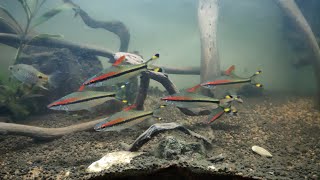 Denison Barbs in Wild  Planted Aquarium  LIVE AQUARIUM [upl. by Lytsirhc]