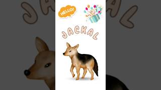 JACKAL Vocabulary SpellingJackal Word Spelling for KidsspellingwordspellingkidswordJackalword [upl. by Esilenna]