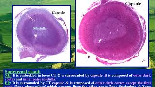 Slides of Endocrine system Pituitary Suprarenal and Thyroid glands [upl. by Johppa461]