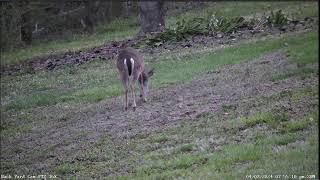 LIVE Deer Cam Virginia [upl. by Sheela]