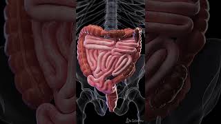 Constipation  3d animation meded anatomy 3dmodel [upl. by Enyalaj]