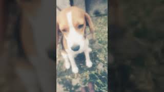 Beagle dog 😘doglover comedy [upl. by Harty]