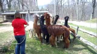 Hosing down the Alpacas [upl. by Janos]