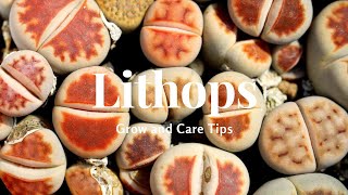 Lithops Grow and Care Tips [upl. by Dorkas]