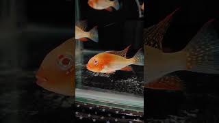 Threadfin acara  albino heckelii  Fish Aquarium  shorts acara cichlid ahmedabad viralvideo [upl. by Ewart311]