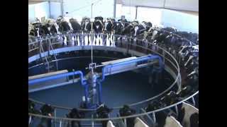 SAT Hermanos Esparza  DeLaval VMS  DeLaval Automated Milking Solutions  DeLaval [upl. by Recha470]