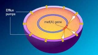 Warfarin pharmacology  Oral anticoagulants  Med Vids Made Simple [upl. by Weinman696]