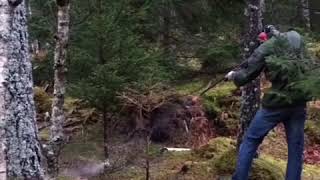 Christmas tree cut down using a 12ga shotgun 2017 shorts christmas [upl. by Falconer686]