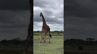 Lions are the main predators of giraffes They attack both giraffe calves and adults More than [upl. by Teressa966]